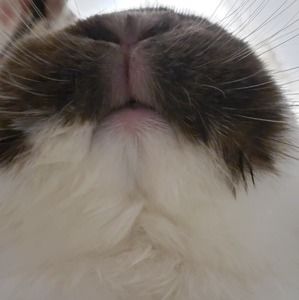 Meet your Posher, Sillard